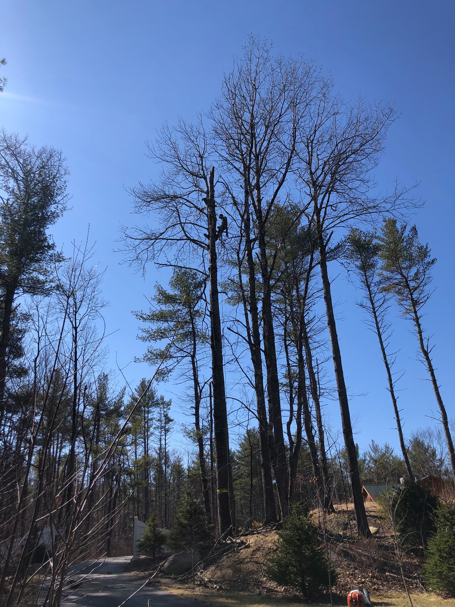 Tall pine trees being worked on