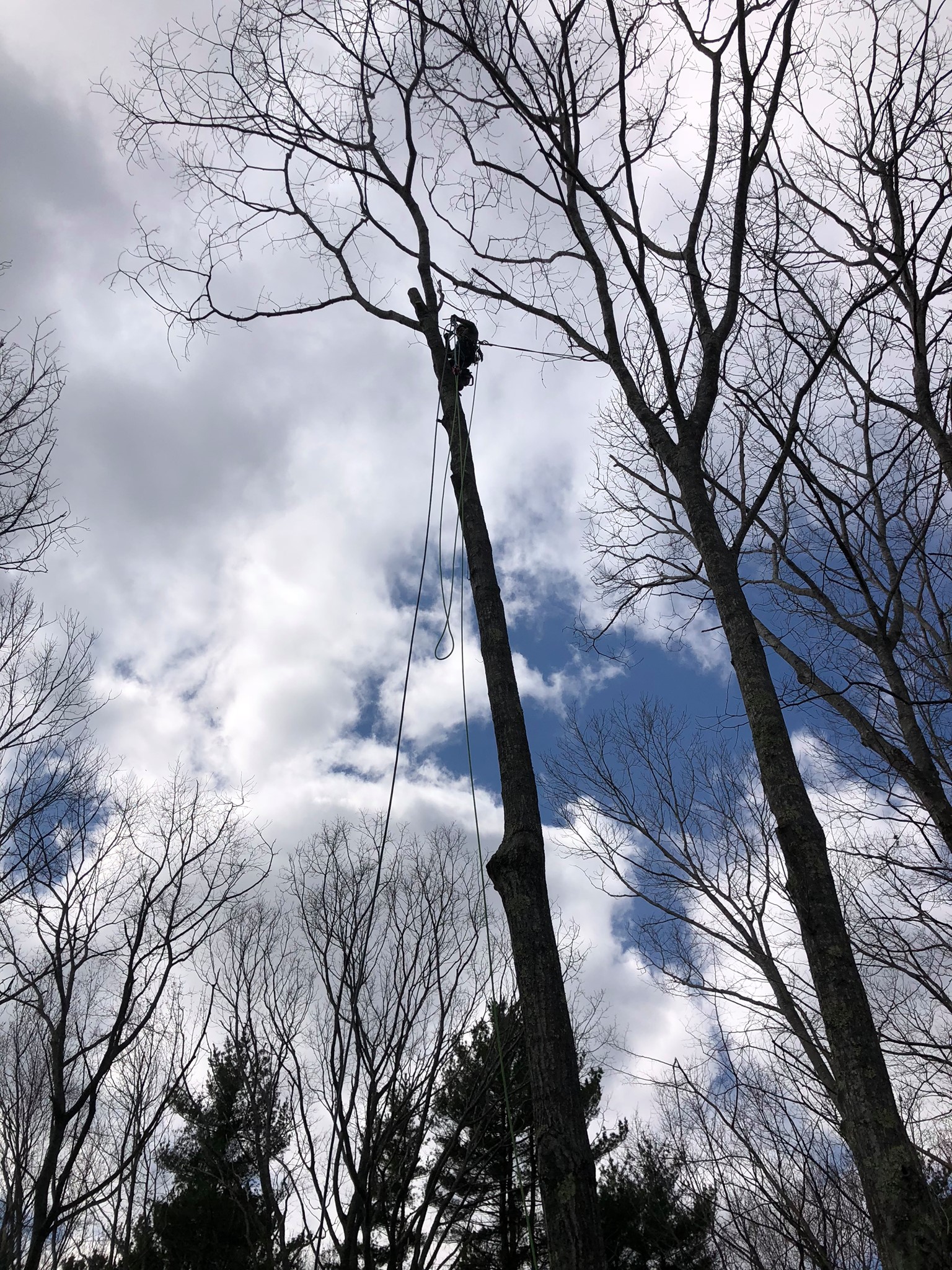 Silhouette of arborist climbing against dramatic sky