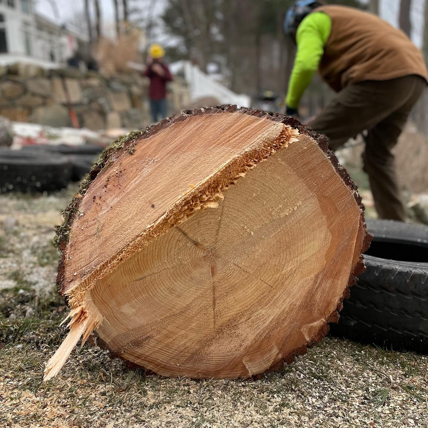 Fresh cut tree trunk cross-section