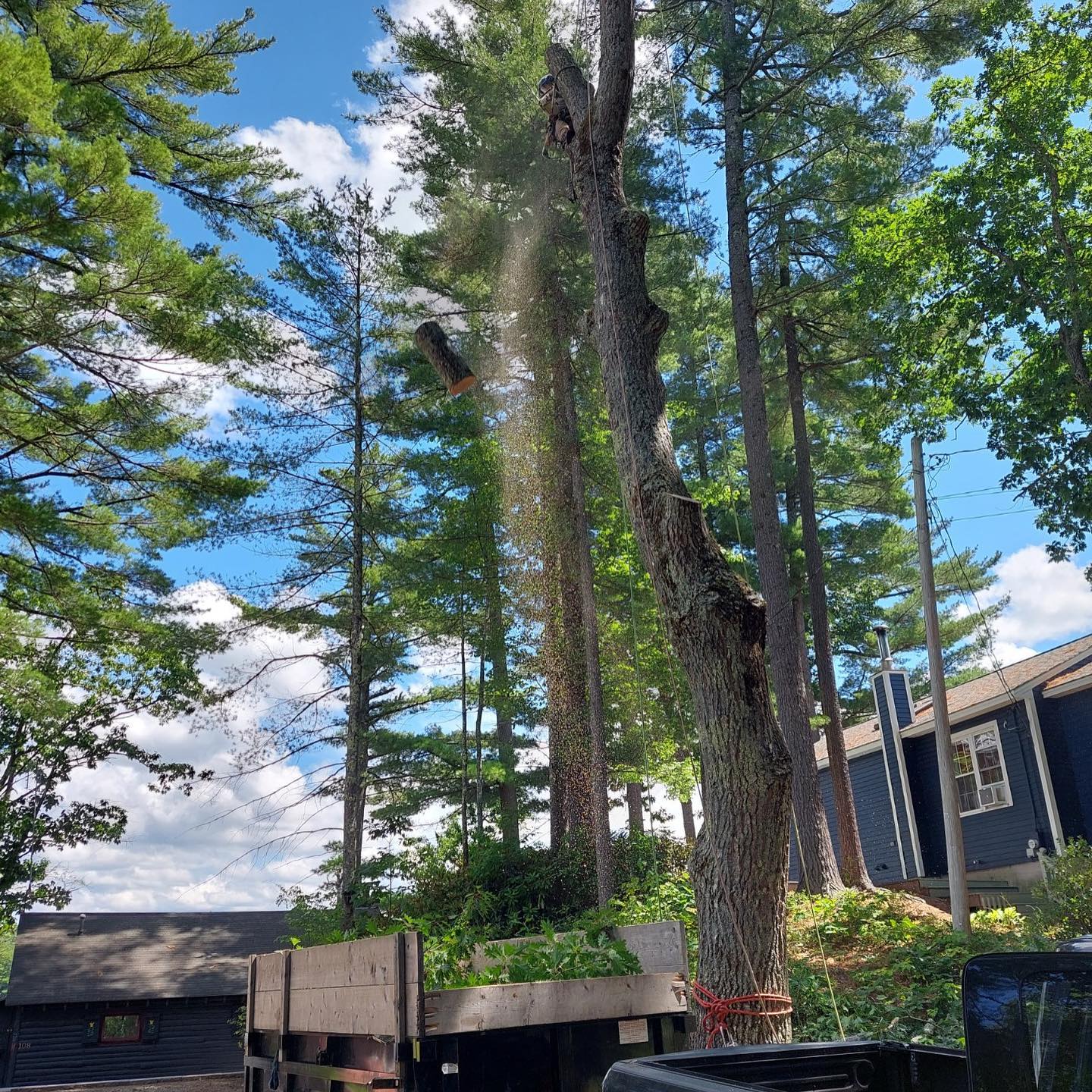 Large tree near house ready for work