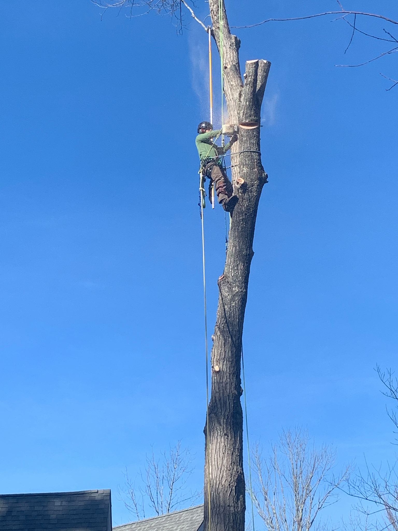 Climbing arborist working on tall tree trunk