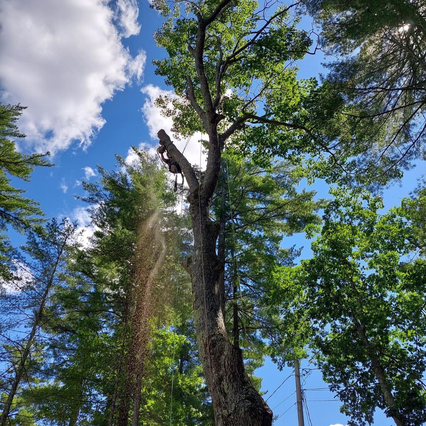 Eric Masi climbing in tree canopy