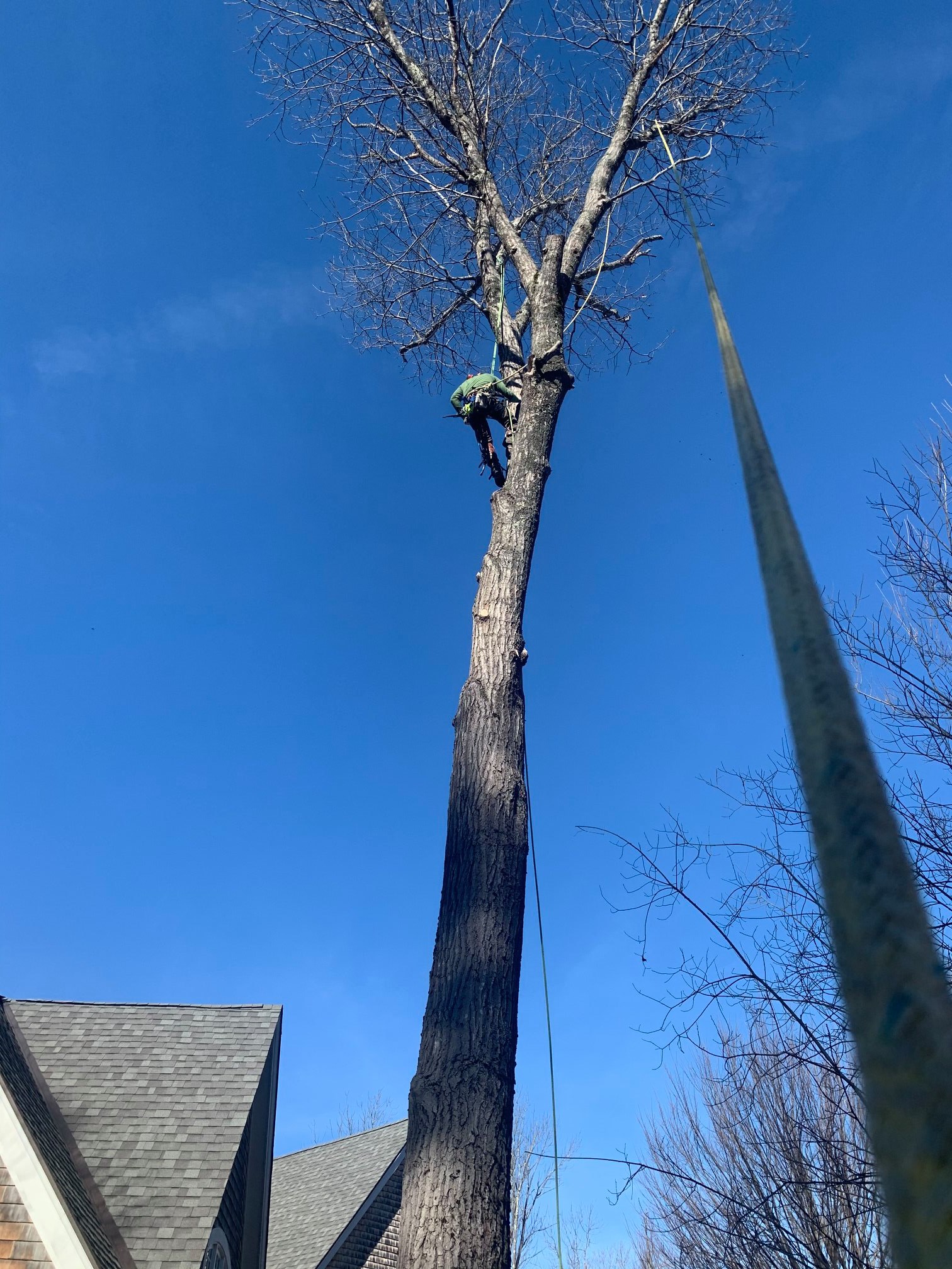 Arborist climbing near house for pruning