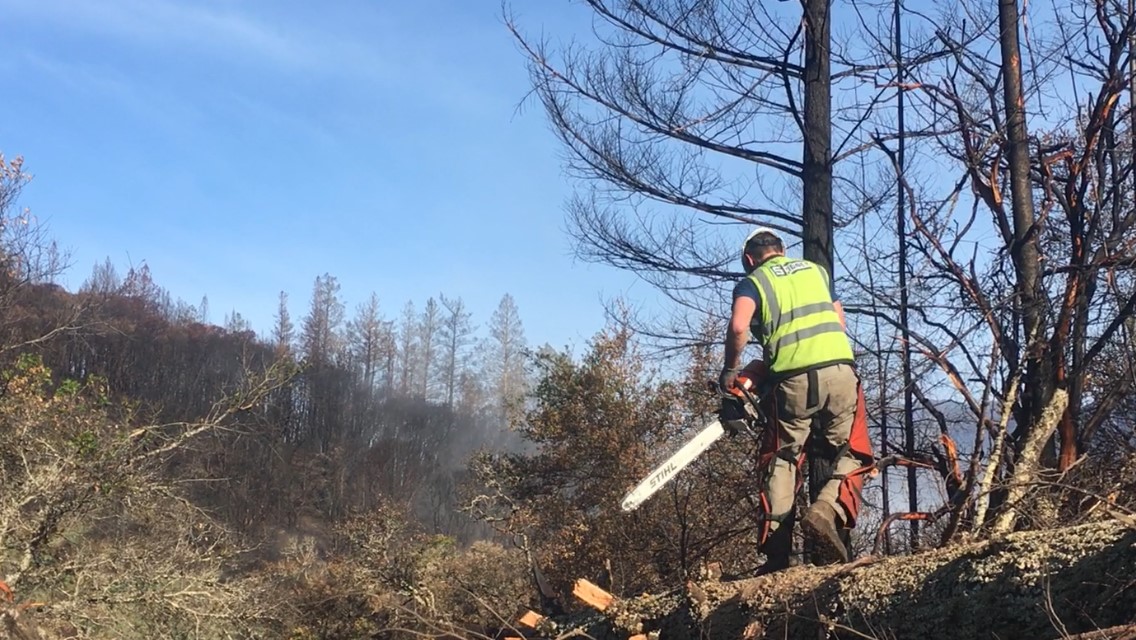 Clearing brush with chainsaw